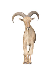 Wall Mural -  barbary sheep isolated on white background