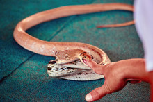 Venomous Snake Bites Man's Finger. Show With Snakes.