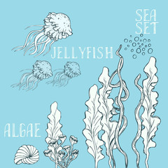 Hand drawn alga vector set