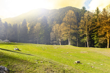 Wall Mural - Morning mist in Alps