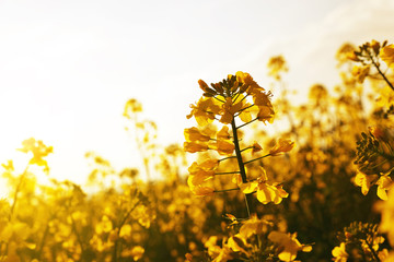 Wall Mural - Flower of a rapeseed ( Brassica napus ) against setting sun.