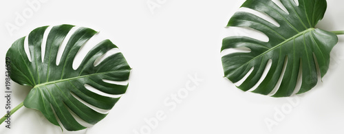 Photo: Monstera leaves plant on white background. Isolated with copy space. Banner. Monstera leaves plant on white background. Isolated with copy space. Banner.