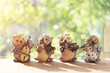 Lovely happy owl dolls playing a music with sunshine. Music concept.
