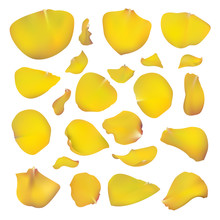 Set Of Yellow Rose Petals. Floral Design. Beautiful Collection Of Flowers Vector Illustration.