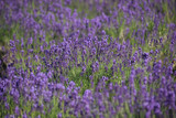 Fototapeta  - English lavender farm / イングリッシュ・ラベンダー畑(八分咲き)