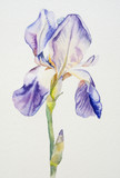 Iris flower watercolor