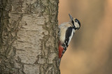 Fototapeta  - Great Spotted Woodpecker