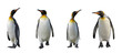 King penguins isolated on white background