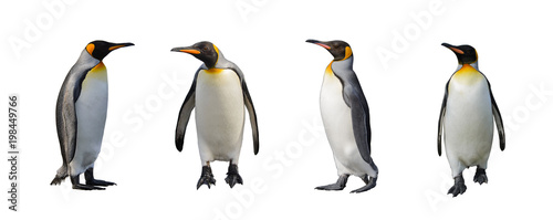 Cuadros en Lienzo King penguins isolated on white background