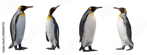 Fotografía King penguins isolated on white background