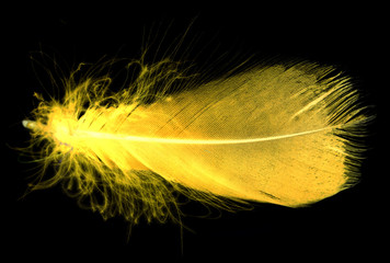 Poster - Yellow feather on a black background