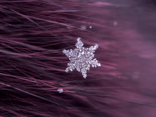 Snowflake beautifull on the colorful background macro