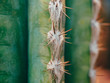 Green Cactus Pachycereus marginatus Closeup Trunk Detail Showing its Spike Rows on the Ribs. Cactus blur
