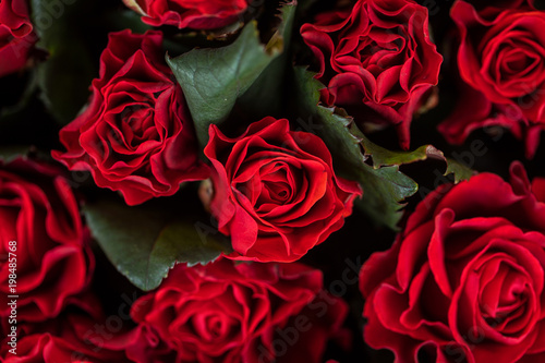 Rose background. Flowers.