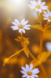 Many little meadow plants in yellow grass. Vintage mystery photo outdoor. Macro