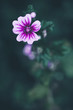 Pink flower on graan blurred grass background. Nature beaytiful plants. Spring