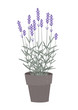 Vector illustration of a lavender in a flowerpot