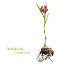 Snake's Head Fritillary Or Chess Flower Isolated On A White Background, Sample Text Fritillaria Meleagris, Whole Plant With Roots, Bulb, Stalk And Blossom, Copy Space