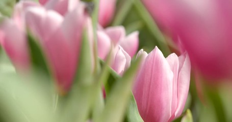 Canvas Print - Pink Tulip flower