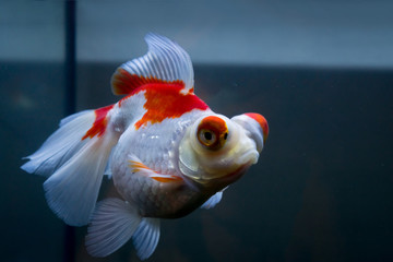 Wall Mural - Red and white goldfish