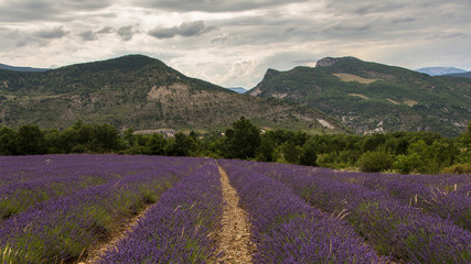 Canvas Print - Champ de lavande en Drôme provençale