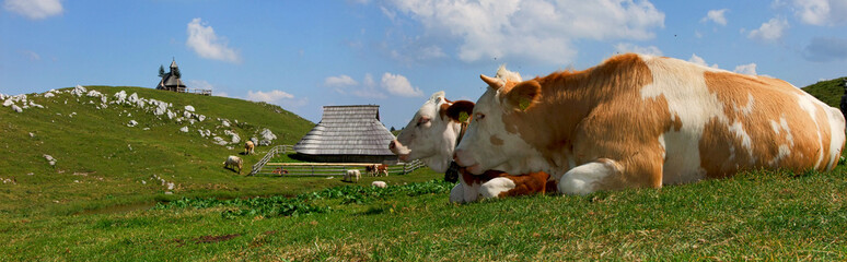 closeup of two cows sitting with landscape