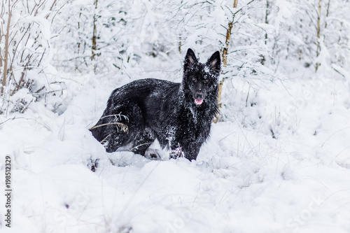 Beautiful Black German Shepherd Outdoors In The Snow Playing Buy