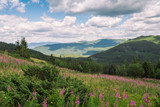 Fototapeta Natura - Summer mountains, green grass, and blue sky landscape