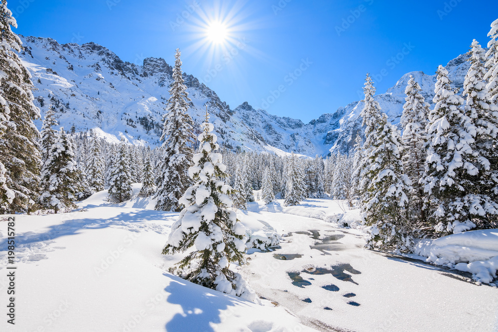 Spruce trees in winter landscape near Morskie Oko lake with sun on blue sky, Tatra Mountains, Poland