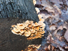 Close Up Texture Of Small Bracket Fungus On Burnt Wooden Tree Stump