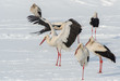 White stork, Ciconia ciconia, bocian biały, zima, śnieg