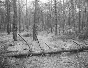 Wall Mural - forest landscape