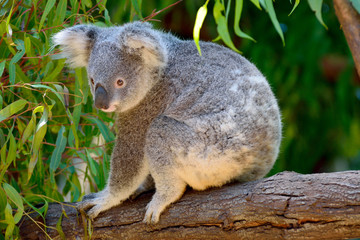 Wall Mural - koala on eucalyptus tree
