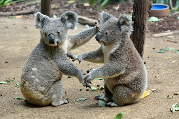 Wall Mural - two koalas on the ground