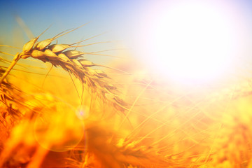 Poster - wheat field at the sunset