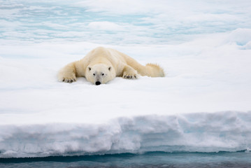 Wall Mural - polar bear lying on ice with snow in arctic