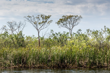 Wall Mural - Everglades Florida