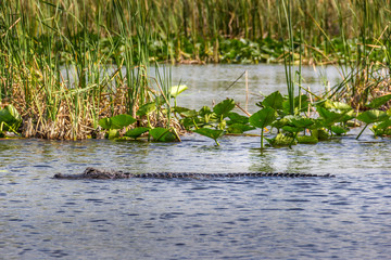 Wall Mural - Everglades Florida