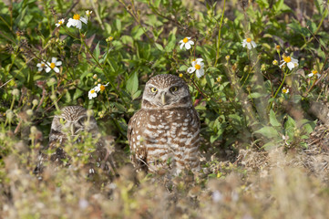 Wall Mural - Burrowing owls outside their den