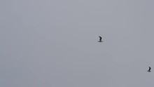Two Terns Fly Beautifully Sky High On Background Of Grey Sky