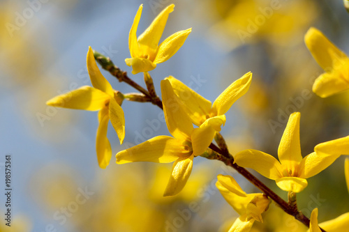 Fotografía Beautiful Forsythia in spring time