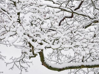 Wall Mural - Snow on Tree Branches 