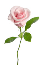 Single Pink Rose Isolated On White Background