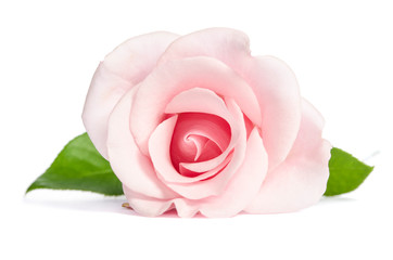 Wall Mural - Beauty single pink rose lies isolated on white background