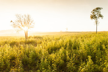 Wall Mural - landscape of a green grassland at sunrise.