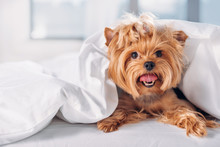 Close Up View Of Cute Little Yorkshire Terrier Lying On Bed Covered With Blanket