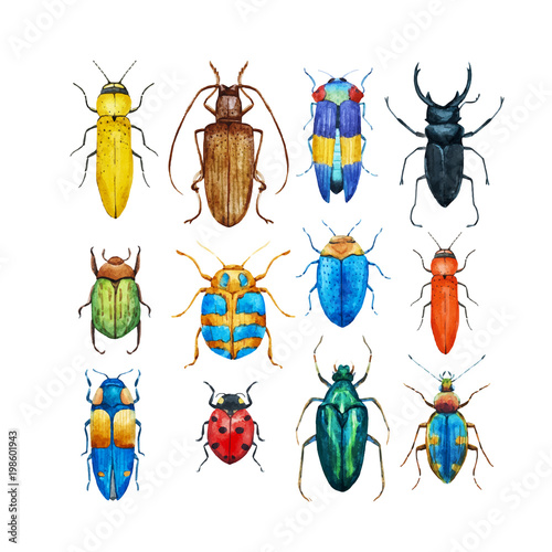 Fotografía Watercolor beetles vector set
