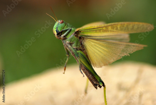 Fotomural Green large Locusts flying with wide open wings, side view, soft blurry bokeh ba