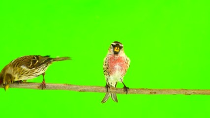 Wall Mural -  a kiss of birds two Common Redpoll (Acanthis flammea) on green screen