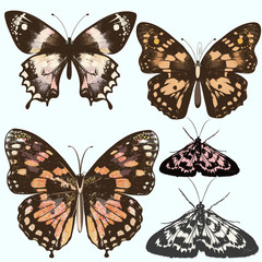 Poster - Collection of vector realistic butterflies